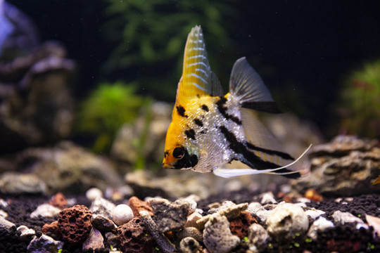 神仙魚熱帶魚