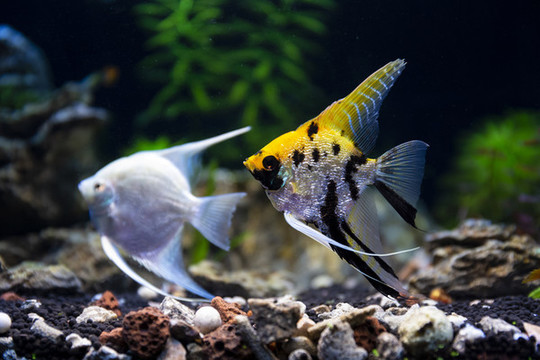 神仙魚熱帶魚