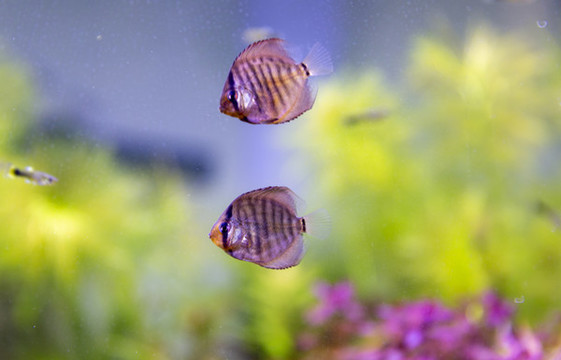 水族箱觀賞魚