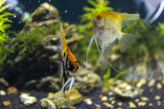 水族箱觀賞魚