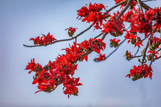 木棉花