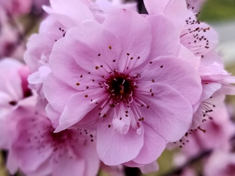 粉色桃花特寫