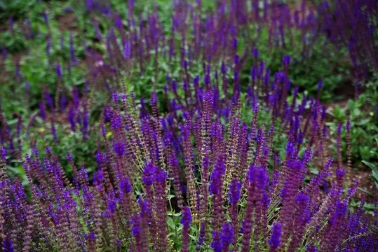 昌平七孔橋花海