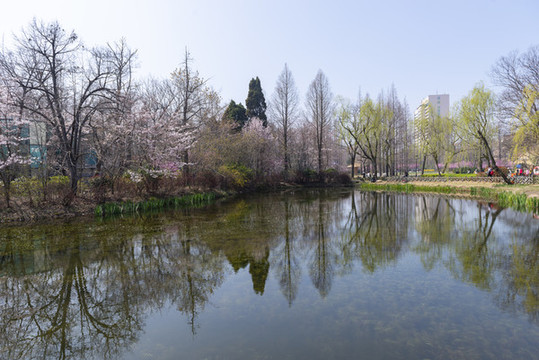 春到公園