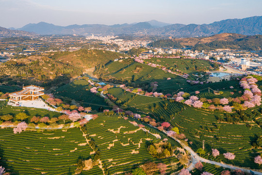 永福櫻花茶園自然風(fēng)景黃昏航拍