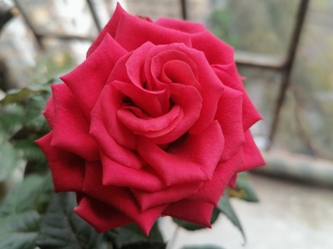 玫瑰花