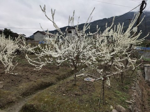 李子花開