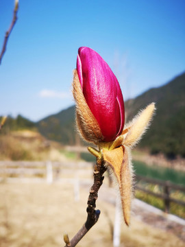 花蕾