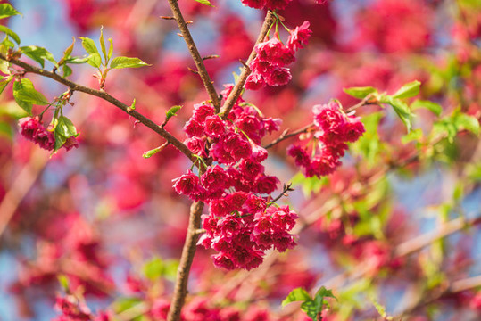 春天陽光下的紅色櫻花樹