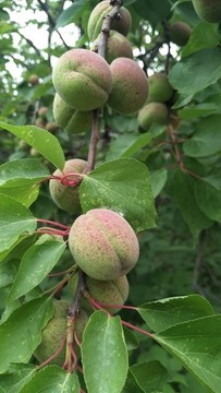 青杏
