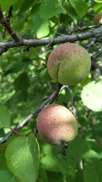 青杏