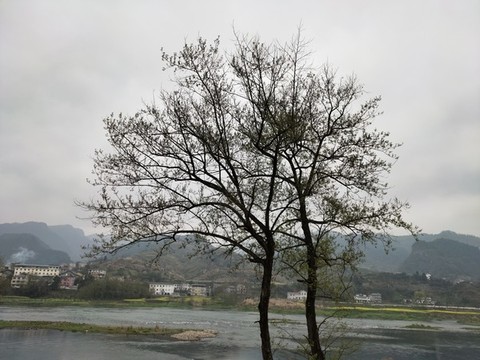 兩棵大樹(shù)