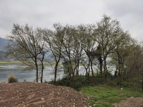 河流與綠植