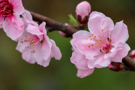 桃花