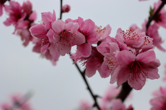 桃花