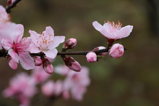 桃花