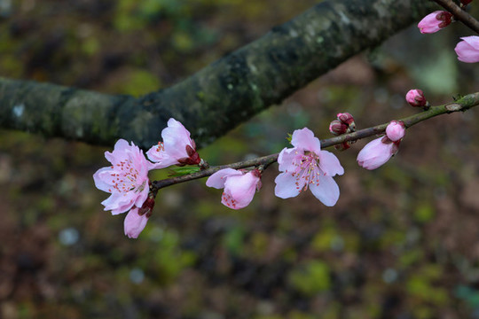 桃花