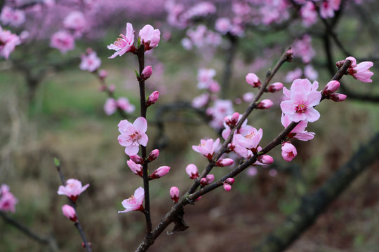 桃花