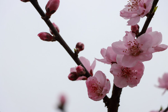 桃花