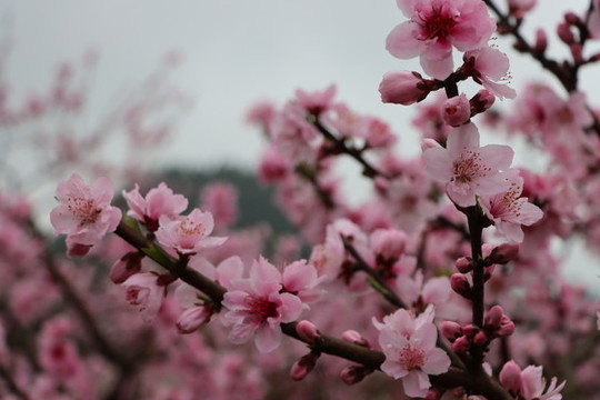 桃花