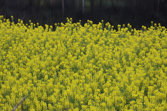 四川油菜花開