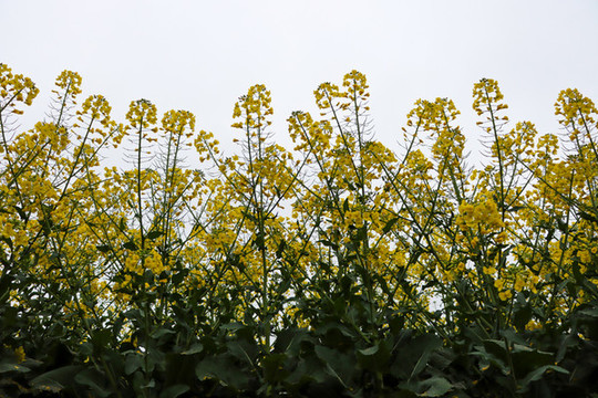 油菜花