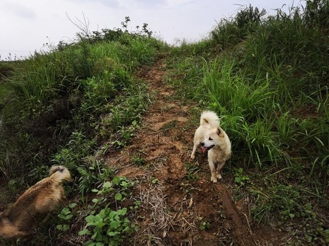 中華田園犬