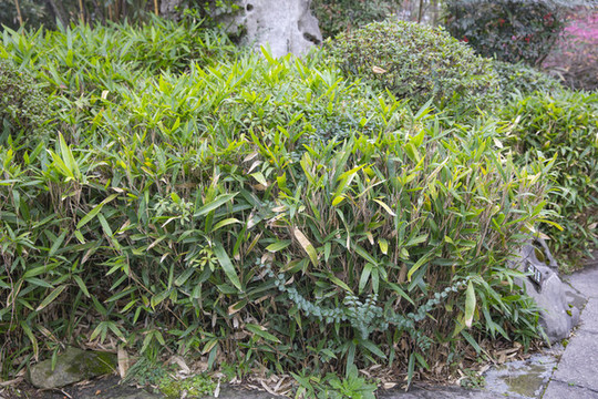 高清竹林