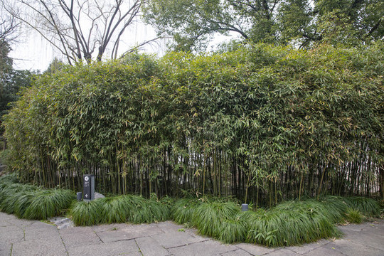 竹林