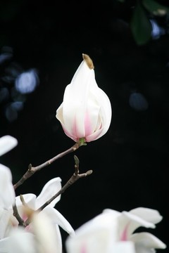玉蘭花