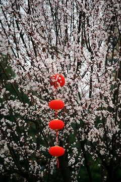 紅葉李開花