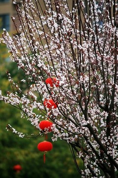 紅葉李開花