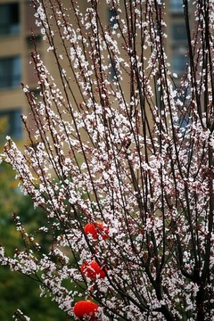 紅葉李開(kāi)花