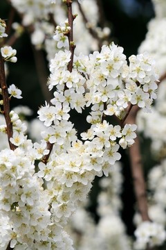 李樹(shù)開(kāi)花