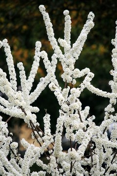 李樹開花