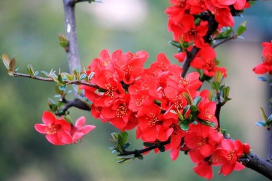 海棠花