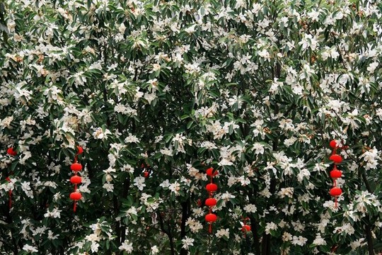 白玉蘭花樹(shù)