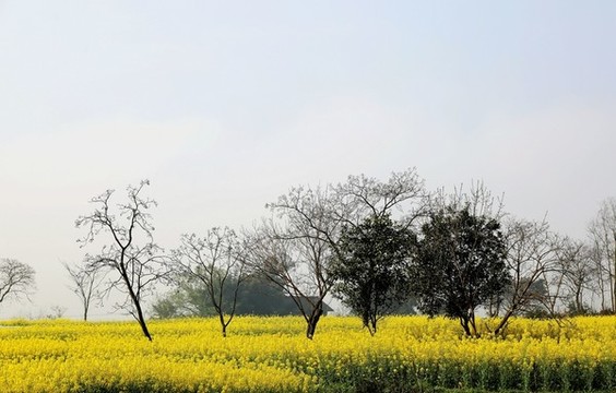 重慶潼南崇龕油菜花