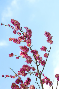 梅花