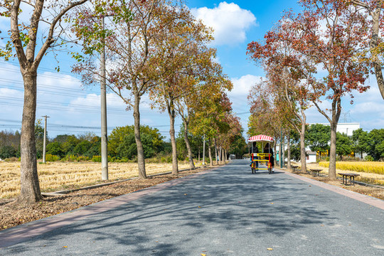 上海嘉北郊野公園秋天