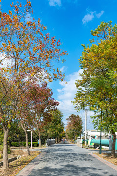 上海嘉北郊野公園秋天
