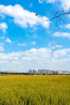 上海嘉北郊野公園秋天