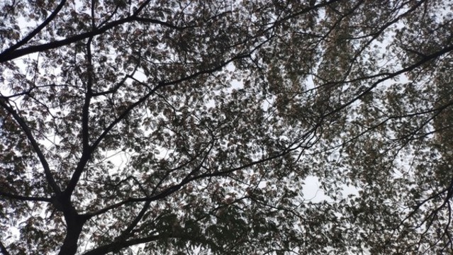 合歡樹