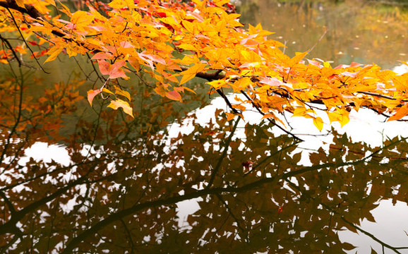 蘇州天平山風(fēng)景區(qū)秋色