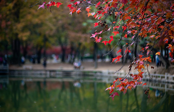 蘇州天平山風(fēng)景區(qū)秋色