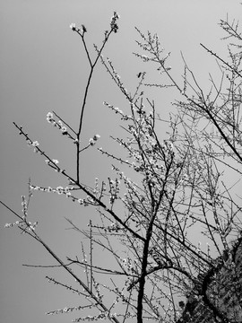 梅花树黑白照