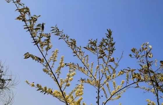 山雞椒