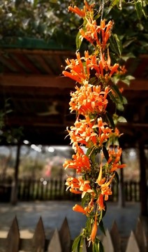 炮仗花