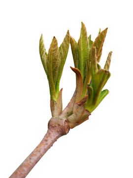 春芽白底圖片