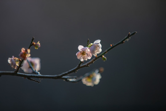 中山市樹木園梅花